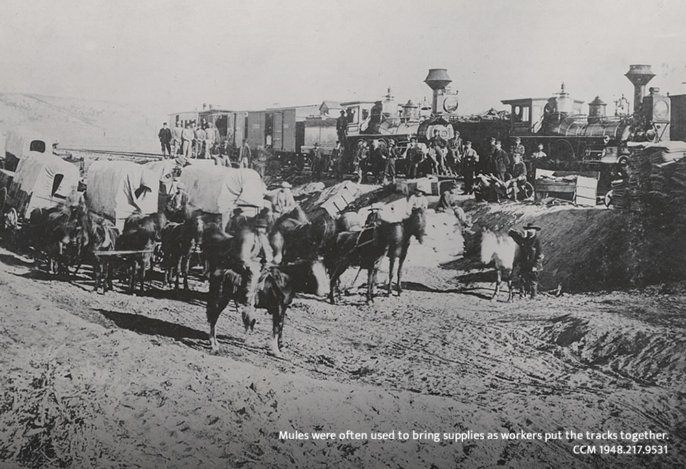 Mules bring supplies to railroad workers 